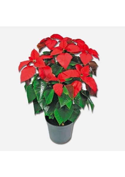 Videolu 1 Adet Kıpkırmızı Atatürk Çiçeği 30-40 cm Saksılı Iç Mekan Bitkiler Poinsettia modelleri
