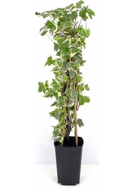 Videolu Alacalı Büyük Yapraklı Duvar Sarmaşığı(40 60CM)1 Adet Dış Mekan Hedera Helix Variegata