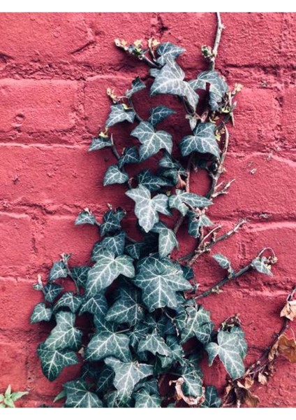 Videolu Alacalı Büyük Yapraklı Duvar Sarmaşığı(40 60CM)1 Adet Dış Mekan Hedera Helix Variegata