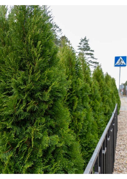 Videolu Yeşil Yapraklı Leylandi Fidanı (10 25 Cm)40 Adet Tüplü Dış Mekan Ağaç Cupressus Leylandii