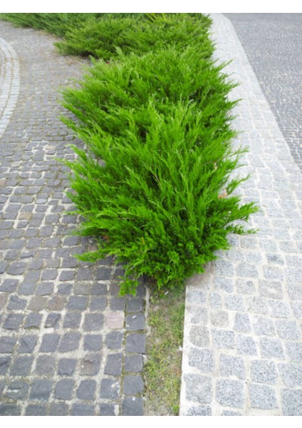 Videolu Limon Çamı Limoni Servi (50 60 Cm) 1 Adet Saksılı Dış Mekan Ağaç Cupressus Macrocarpa