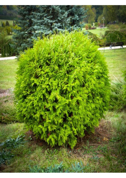 Videolu Limon Çamı Limoni Servi (50 60 Cm) 1 Adet Saksılı Dış Mekan Ağaç Cupressus Macrocarpa