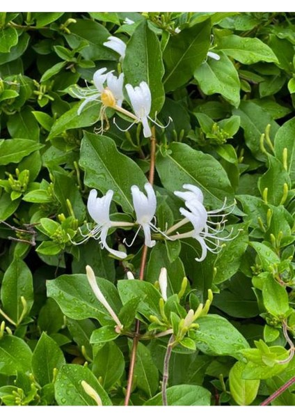 Videolu Hanımeli Beyaz Çiçekli (30 50 Cm)1 Adet Dış Mekan Sarmaşık Bitkileri Caprifoliaceae
