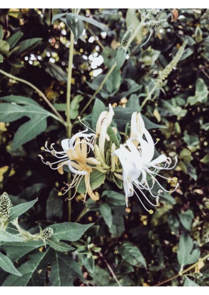 Videolu Hanımeli Beyaz Çiçekli (30 50 Cm)1 Adet Dış Mekan Sarmaşık Bitkileri Caprifoliaceae