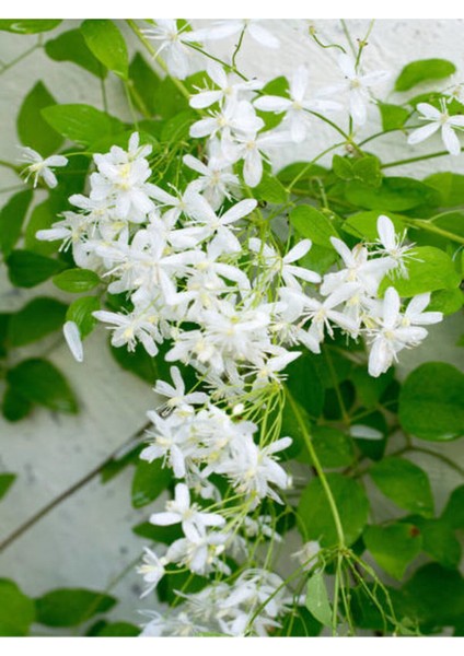 Videolu Hanımeli Beyaz Çiçekli (30 50 Cm)1 Adet Dış Mekan Sarmaşık Bitkileri Caprifoliaceae