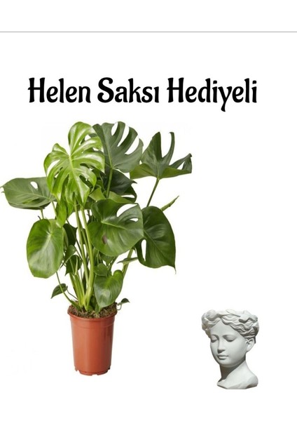 Geniş Yapraklı Deve Tabanı Bitkisi Kadınlar Gününe Özel Helen Saksı Hediyeli fiyatları