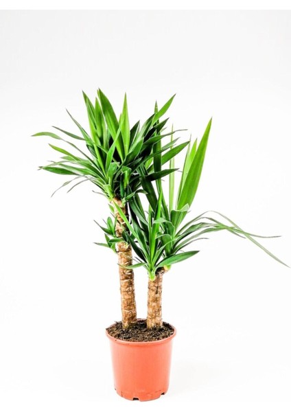 Yucca 2 Gövde - Yuka Hançer 'avize' Çiçeği Yukka - Ev Ofis Salon Iç Mekan Bitkisi - 100 cm