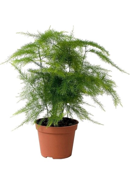 Asparagus Setaceus - Tül Çiçeği - Kuşkonmaz - Ev Ofis Salon Iç Mekan Bitkisi