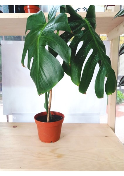 Deve Tabanı Monstera Deliciosa