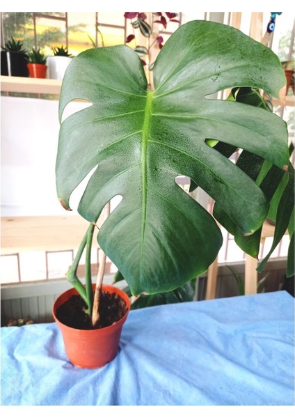 Deve Tabanı Monstera Deliciosa