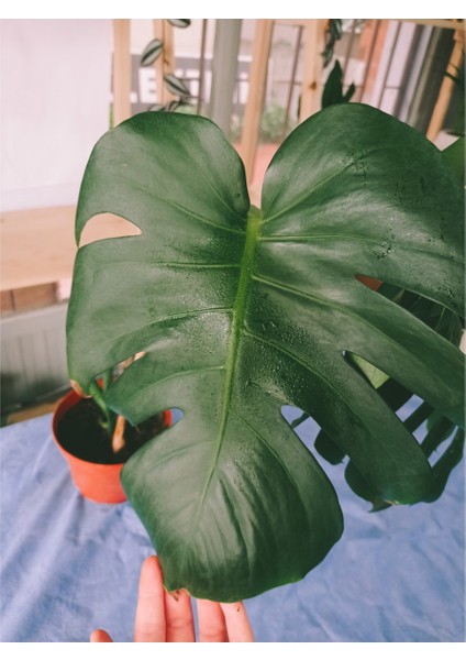 Deve Tabanı Monstera Deliciosa