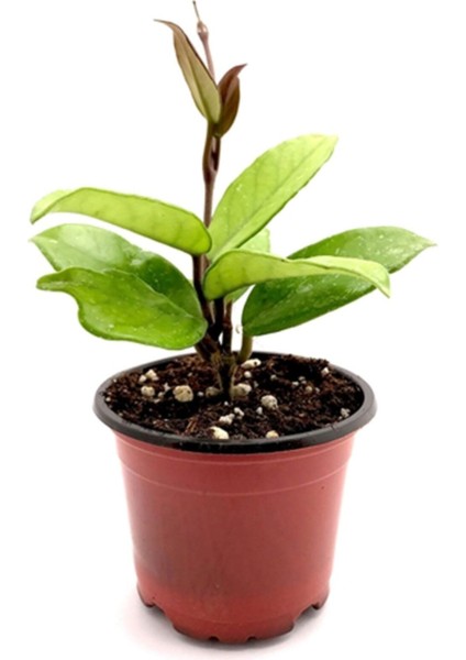Mum Çiçeği Mum Bitkisi Hoya Carnaso 10 - 15 cm