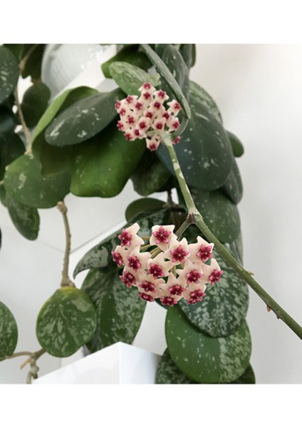 Mum Çiçeği Mum Bitkisi Hoya Carnaso 10 - 15 cm fiyatları
