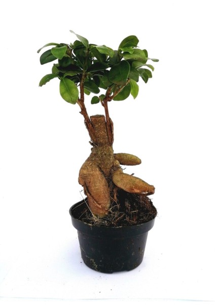 Ficus Ginseng Bonsai 20-30 cm