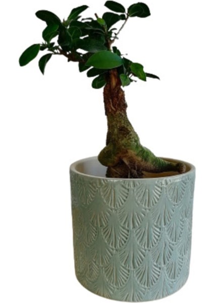 Ficus Ginseng Bonsai 20-30 cm