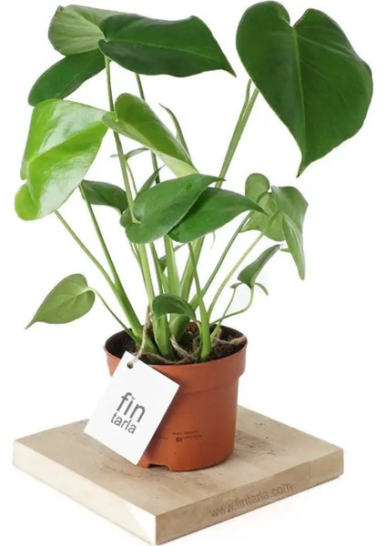 Monstera Deliciosa Deve Tabanı Ev Ofis Salon Iç Mekan Bitkisi - 40-50 cm