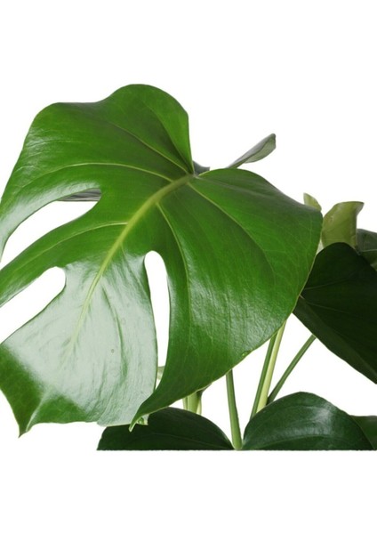 Monstera Deliciosa Deve Tabanı Ev Ofis Salon Iç Mekan Bitkisi - 40-50 cm fiyatları