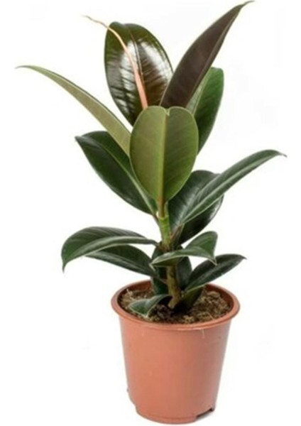 Ficus Elastica Kauçuk Bitkisi