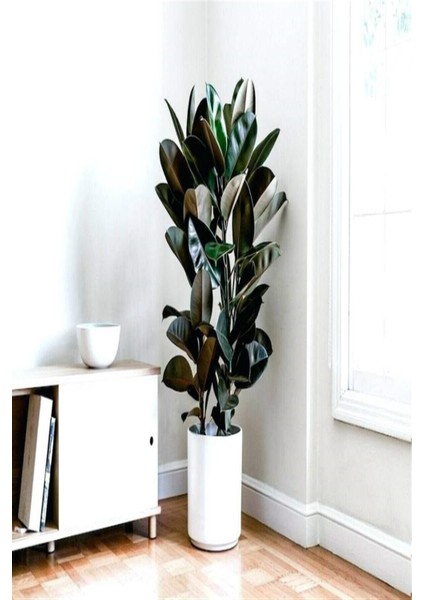 Kauçuk Bitkisi (Ficus Elastica) 70-80CM