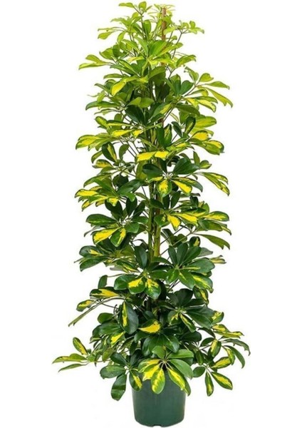 Şeflera Bitkisi 140 150 cm Schefflera Bitkisi 5 Parmak Bitkisi Ev Bitkisi Ofis Bitkisi Tek Kök