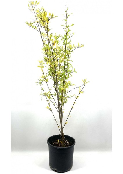 Nar Fidanı Pınarbaşı 2-3 Yaş 80 cm Bol Verimli Soğuğa Dayanıklı