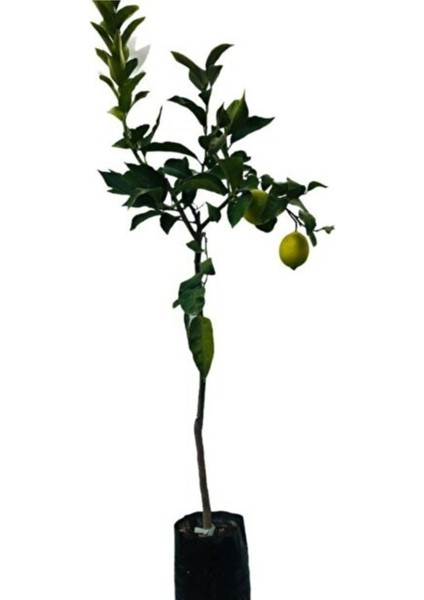Tüplü Yediveren Limon Fidanı 2 Yaş Aşılı (90-150 Cm) Bol Verimli