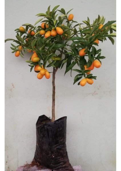 Meyveli Kamkat Fidanı 3,5 Yaş Bol Meyveli