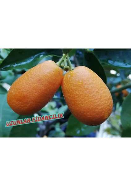 Meyveli Kamkat Fidanı 3,5 Yaş Bol Meyveli fiyatları