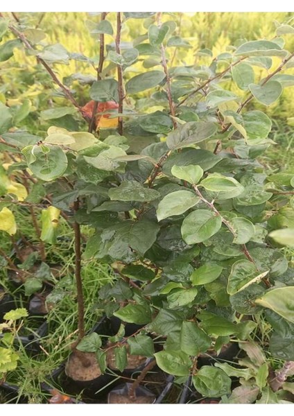 Eşme Aromatik Ayva Fidanı Aşılı Bol Verimli (Soğuğa Dayanıklı) 70- 90 cm fiyatları
