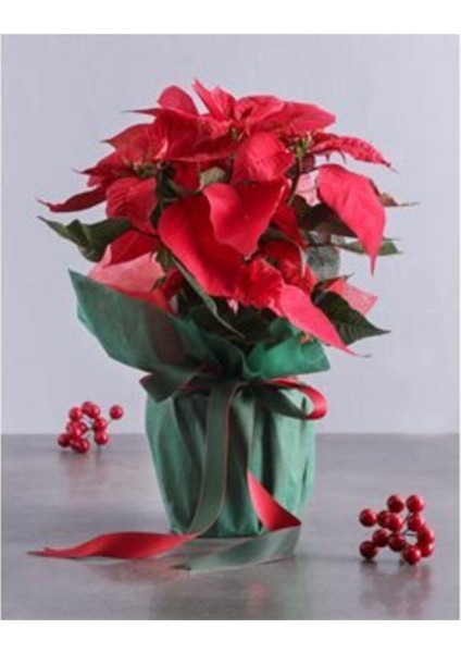 Atatürk Çiçeği Ponsetya Poinsettia & Yeşil Kağıt Aranjman Saksıda Hediyelik