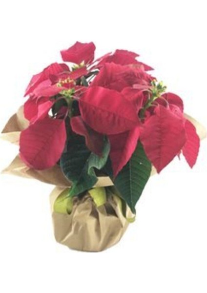 Atatürk Çiçeği Ponsetya Poinsettia & Kağıda Sarım Saksıda Hediyelik Canlı Çiçek fiyatları