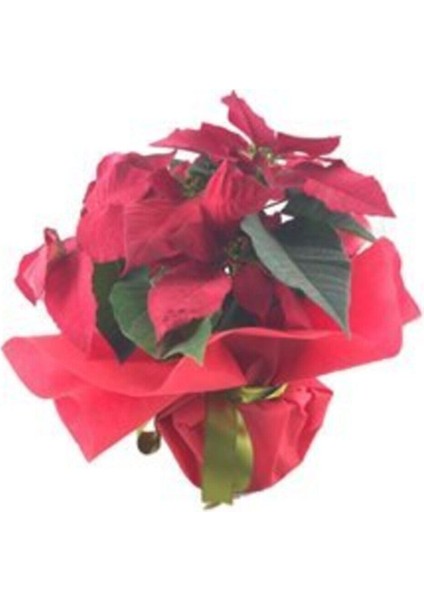 Atatürk Çiçeği Ponsetya Poinsettia & Kırmızı Sarım Saksıda Hediyelik Canlı