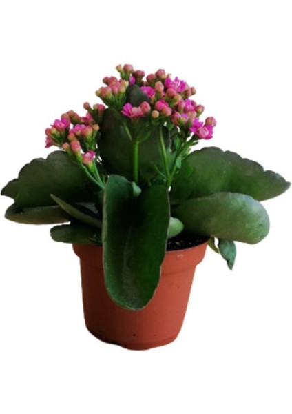 Kalanchoe - Kalanşo Çiçeği (Mor Çiçekli)