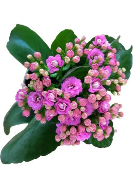 Kalanchoe - Kalanşo Çiçeği (Mor Çiçekli)