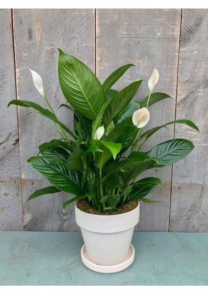 Barış Çiçeği Bol Çiçekli 70-80 cm Saksı Çapı 24 cm Xl