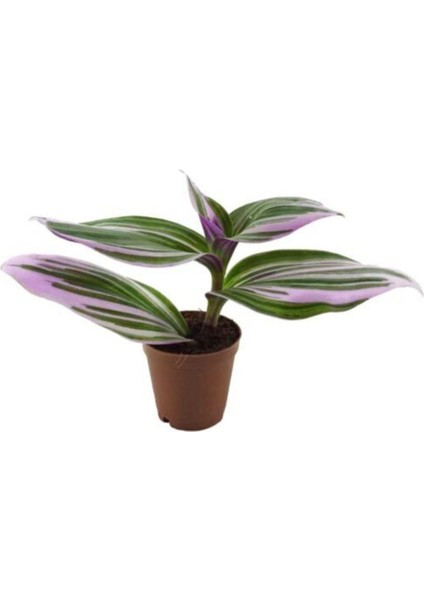 Ithal Telgraf Çiçeği Nanouk Tradescantia