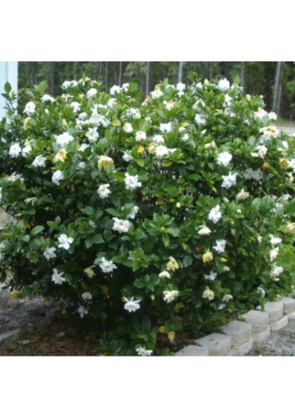 Gardenya Çiçeği, 20-30 Cm. Gardenia Jasminoides