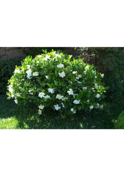 Gardenya Çiçeği, 20-30 Cm. Gardenia Jasminoides