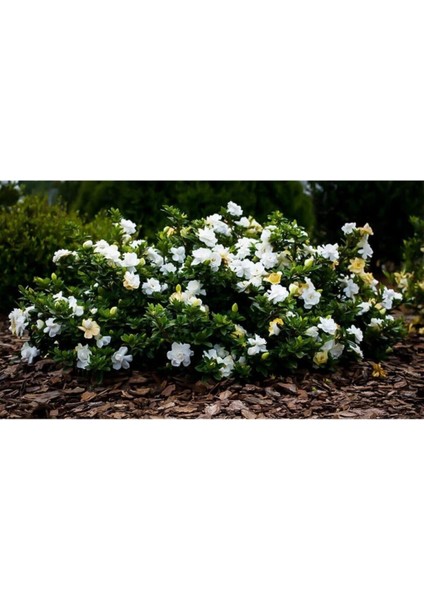 Gardenya Çiçeği, 20-30 Cm. Gardenia Jasminoides