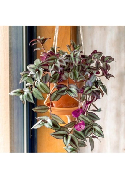 Telgraf Çiçeği Askılı Saksı Tradescantia Zebrina Çiçeği