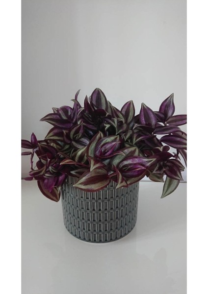 Telgraf Çiçeği Askılı Saksı Tradescantia Zebrina Çiçeği