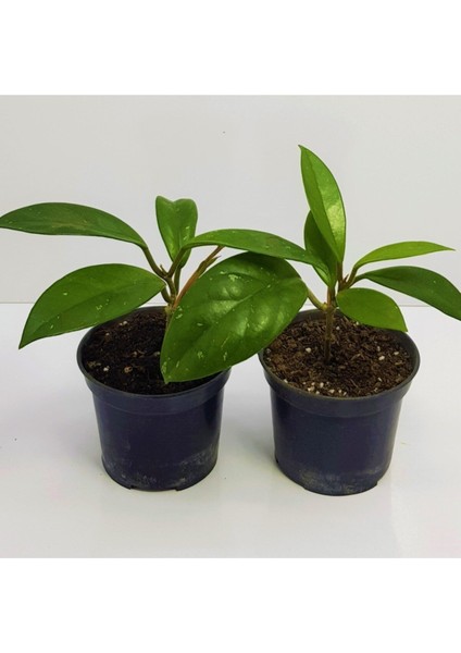 Mum Çiçeği Fidesi Hoya Carnosa Kokulu 9cm Saksıda 2 Adet fiyatları