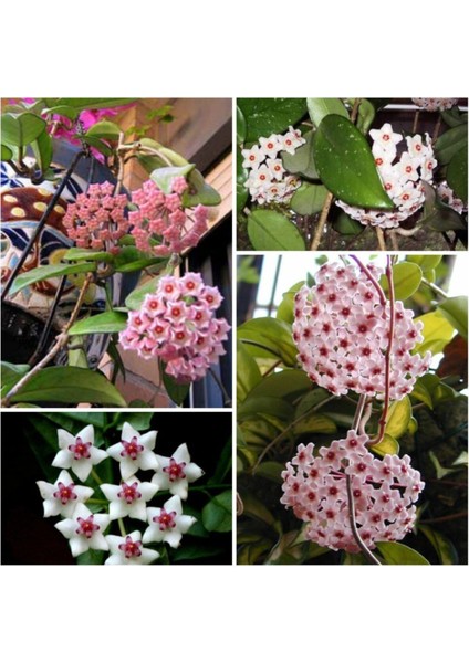 Mum Çiçeği Fidesi Hoya Carnosa Kokulu 9cm Saksıda 2 Adet
