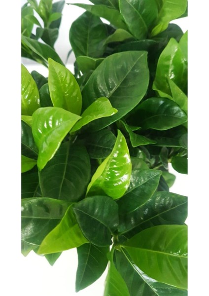 Gardenya Canlı Çiçek