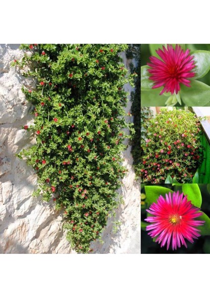 Buz Çiçeği Saksılı modelleri