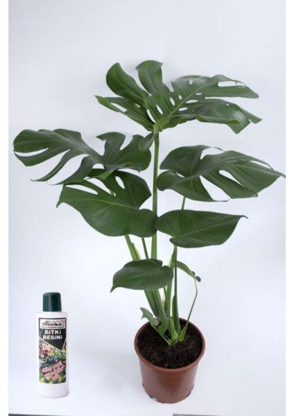 Deve Tabanı Çiçeği Besin Hediyeli Monstera Deliciosa