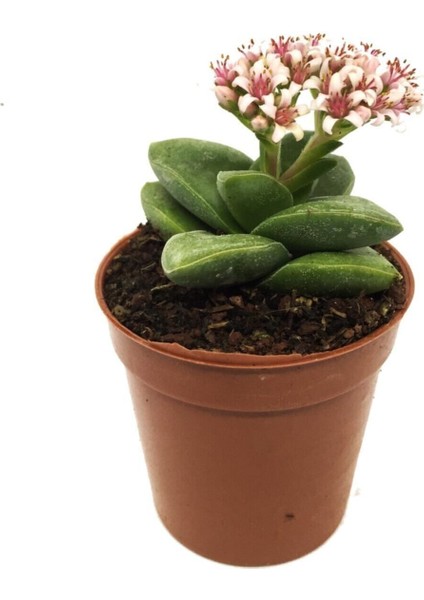 Crassula Spring Time Çiçek Açan Sukulent