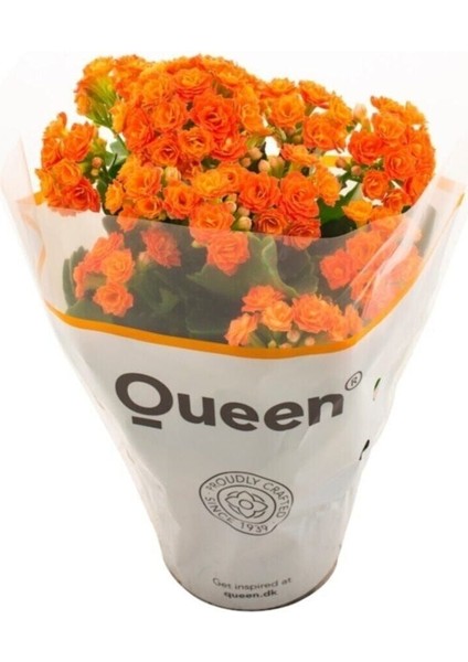 Kalanşo Kalanchoe (Emel Hanım) Çiçeği Turuncu Renk fiyatları