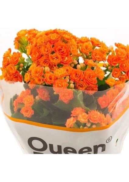 Kalanşo Kalanchoe (Emel Hanım) Çiçeği Turuncu Renk