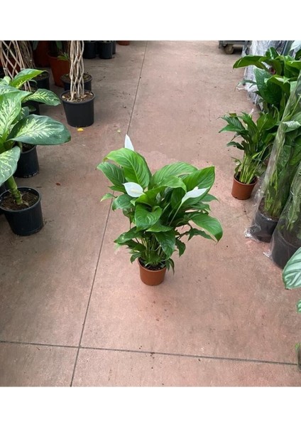 Canlı Saksılı Spatıfılıum (Barış Çiçeği) 70 Cm,17 cm Saksı Çapı